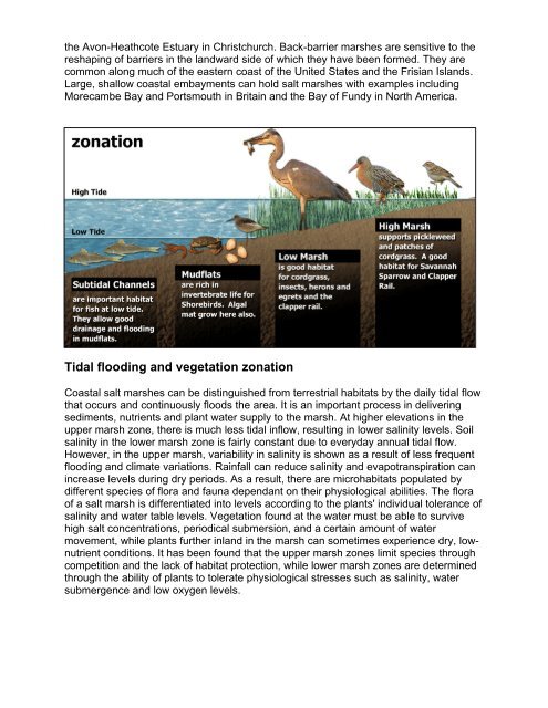 Salt Marshes Lesson Plan - Deering Estate at Cutler