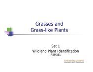 Grasses and Grass-like Plants