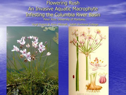 Flowering Rush - Center for Invasive Plant Management