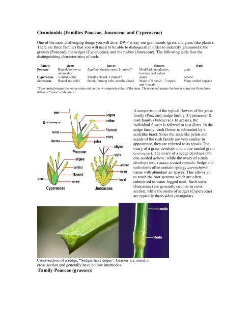 Graminoids (Families Poaceae, Juncaceae and Cyperaceae)