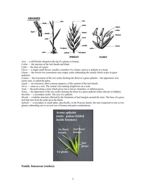 Graminoids (Families Poaceae, Juncaceae and Cyperaceae)
