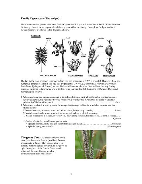 Graminoids (Families Poaceae, Juncaceae and Cyperaceae)