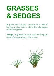 Grasses and Sedges - Hornsby Shire Council