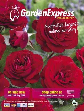 Ground Cover Roses - Garden Express