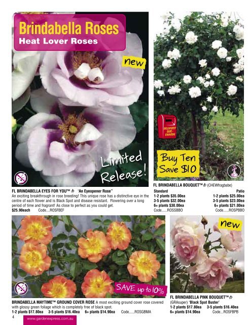 Ground Cover Roses - Garden Express