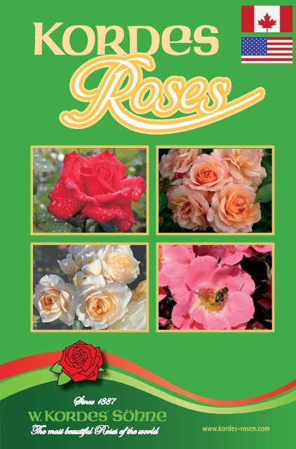 Your supplier of Kordes roses - Southampton Rose Society