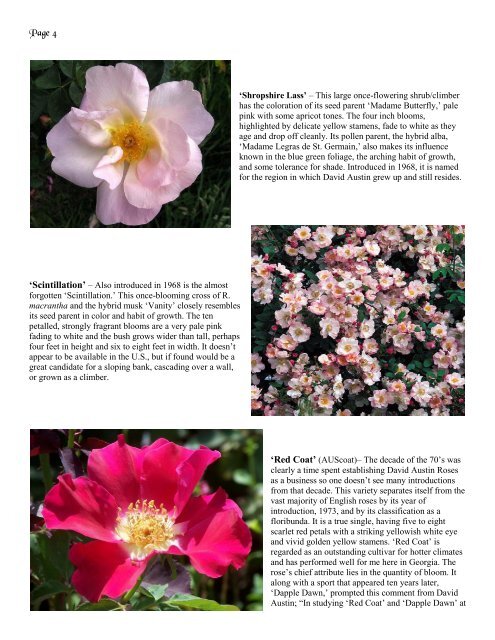 Volume 6 in PDF Format - Paul Zimmerman Roses