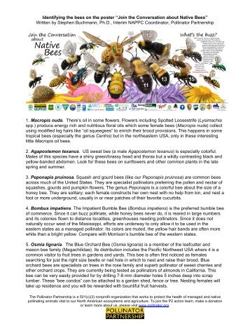 Identifying the bees on the poster - Pollinator Partnership