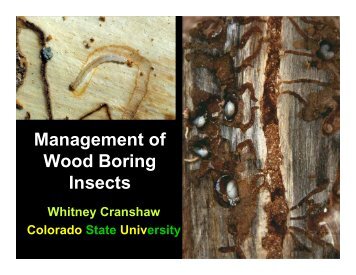 Management of Wood Boring Insects - Colorado State University