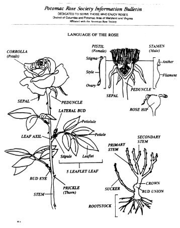 Rose Terminology - The Potomac Rose Society