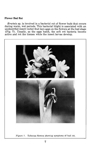 DISEASES OF TUBEROSE IN HAWAII - ctahr - University of Hawaii