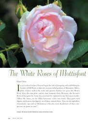 The White Roses of Mottisfont - Heritage Rose Foundation