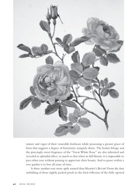 The White Roses of Mottisfont - Heritage Rose Foundation