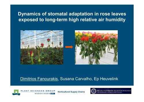 Dynamics of stomatal adaptation in rose leaves exposed to long ...