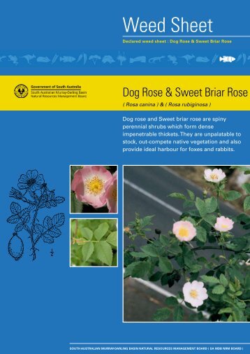 Dog rose and Sweet briar rose are spiny - South Australian Murray ...