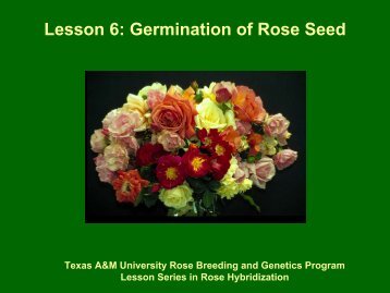 Germination of Rose Seed - Aggie Horticulture - Texas A&M University