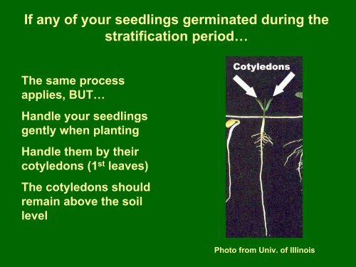 Germination of Rose Seed - Aggie Horticulture - Texas A&M University