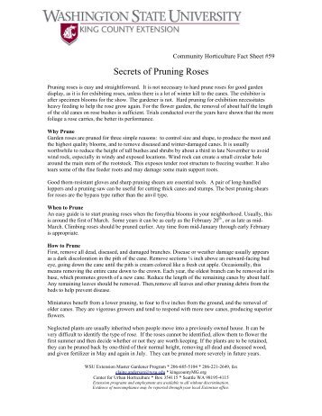 Secrets of Pruning Roses - WSU Extension Counties