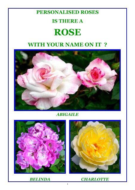 Rosa Bush Rose Petite Floribunda Ruby Anniversary