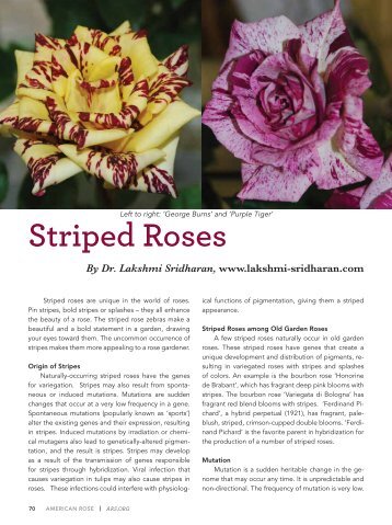 Striped Roses - American Rose Society