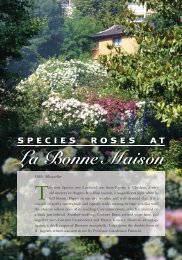 Species Roses at La Bonne Maison - Heritage Rose Foundation