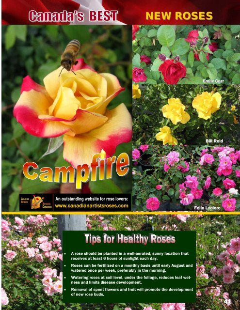 HARDY ROSES - Jeffries Nurseries Ltd.