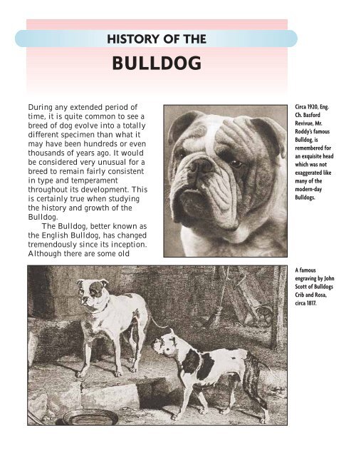 History of the bulldog - Dog Channel