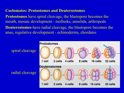 Coelomates: Protostomes and Deuterostomes Protostomes have ...