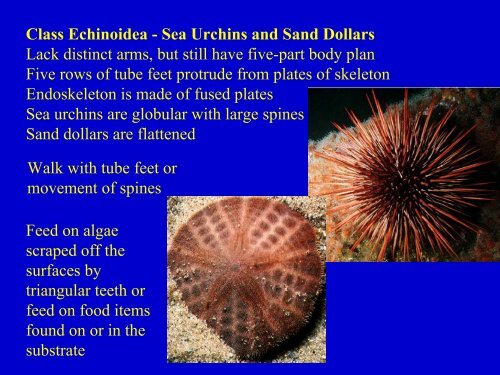 Coelomates: Protostomes and Deuterostomes Protostomes have ...