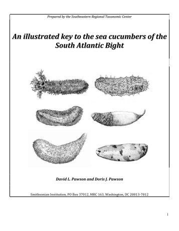 A key to the Sea Cucumbers - SC Department of Natural Resources
