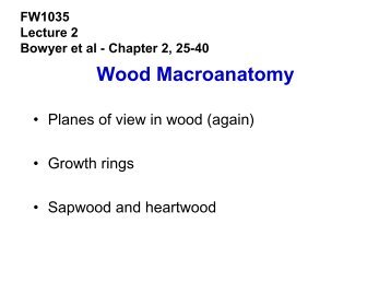 Wood Macroanatomy