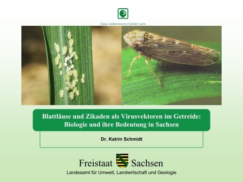 Blattläuse und Zikaden als Virusvektoren im ... - Freistaat Sachsen