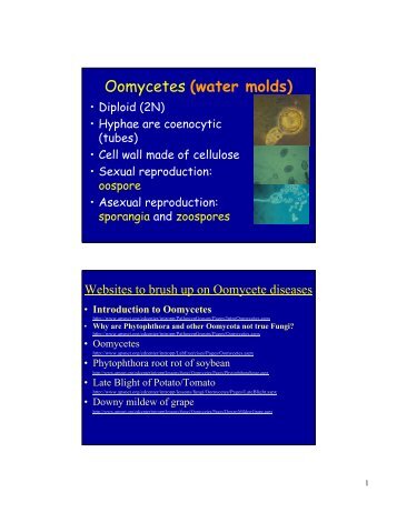 Oomycetes (water molds)