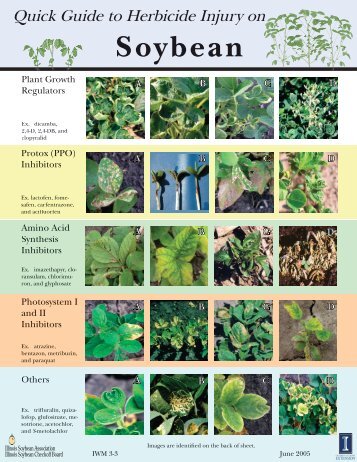 Quick Guide to Herbicide Injury on Soybean