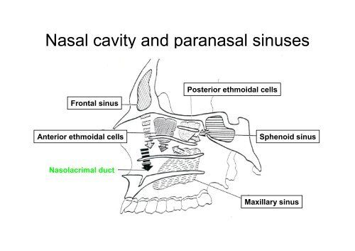 Cavities and spaces of the skull, paranasal sinuses, opening in the ...