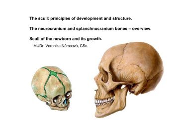 The scull: principles of development and structure. The ...