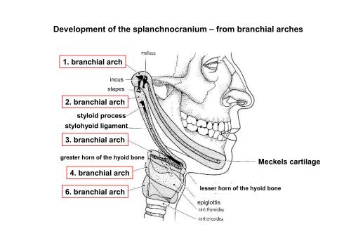 The scull: principles of development and structure. The ...