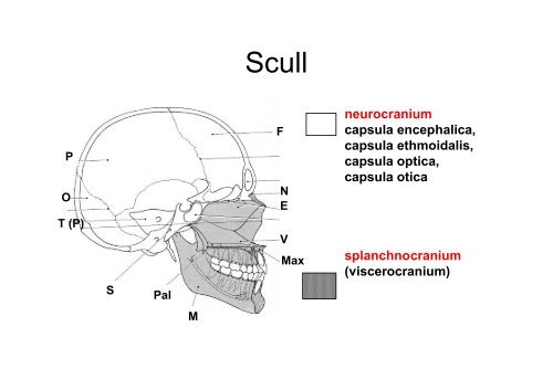 The scull: principles of development and structure. The ...