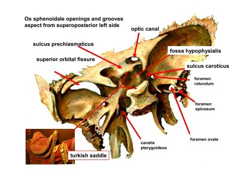 The scull: principles of development and structure. The ...