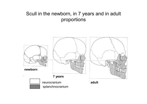 The scull: principles of development and structure. The ...
