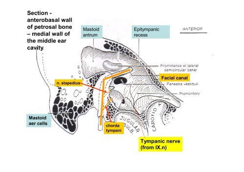 The scull: principles of development and structure. The ...