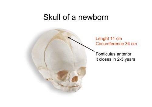 The scull: principles of development and structure. The ...