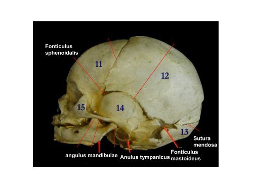 The scull: principles of development and structure. The ...