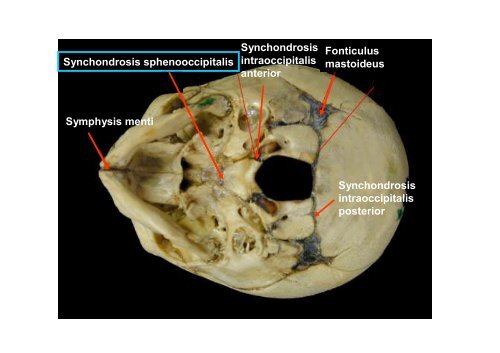 The scull: principles of development and structure. The ...