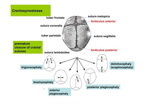 The scull: principles of development and structure. The ...