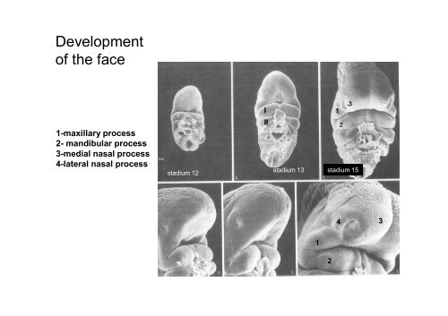 The scull: principles of development and structure. The ...