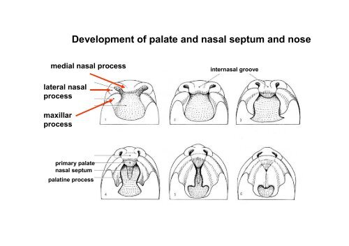 The scull: principles of development and structure. The ...