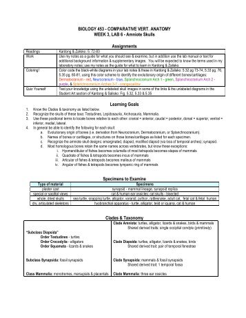 BIOLOGY 453 - COMPARATIVE VERT. ANATOMY WEEK 3, LAB 6 ...