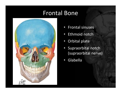 Skull and Dura - Department of Medical Imaging - University of Toronto