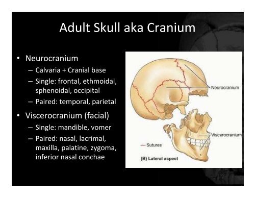 Skull and Dura - Department of Medical Imaging - University of Toronto